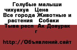 Голубые малыши чихуахуа › Цена ­ 25 000 - Все города Животные и растения » Собаки   . Тыва респ.,Ак-Довурак г.